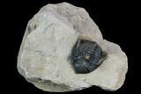 Metacanthina Trilobite - Lghaft, Morocco #125085-1
